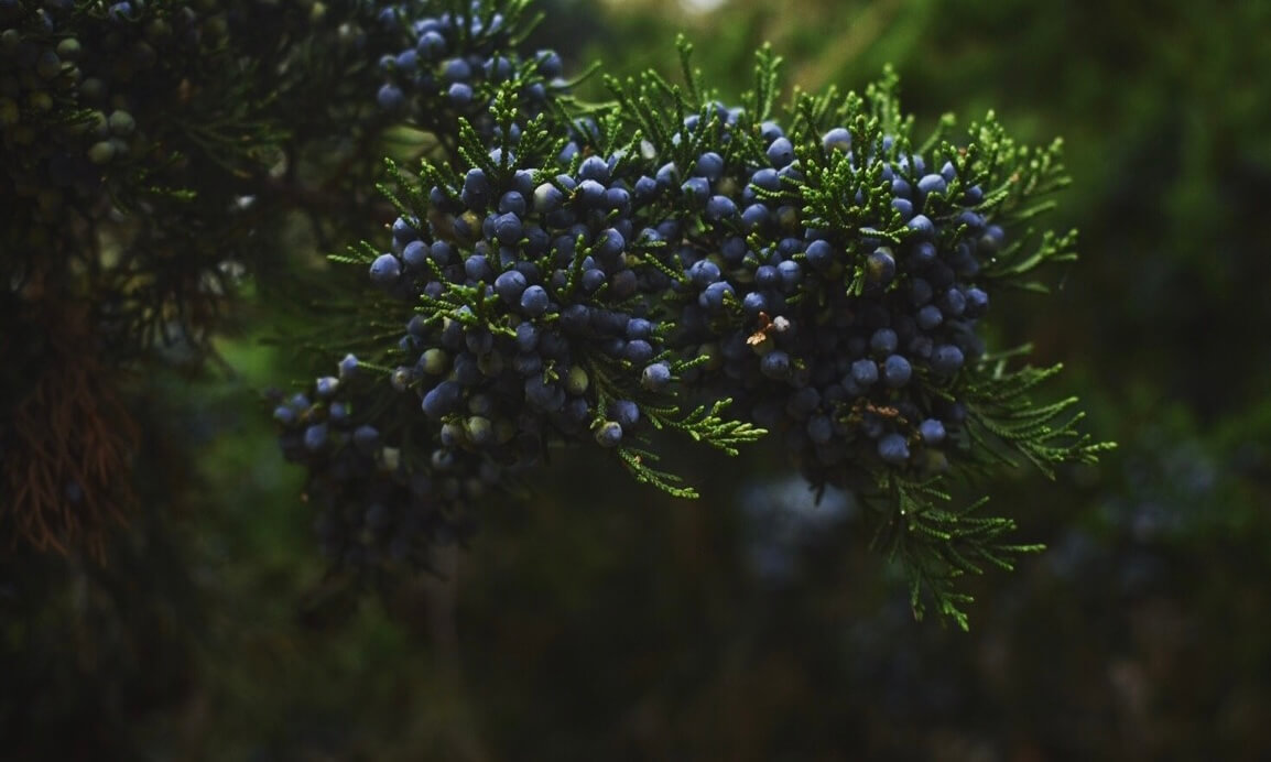 Atlantic white cedar berries with dark blurred trees in the background.