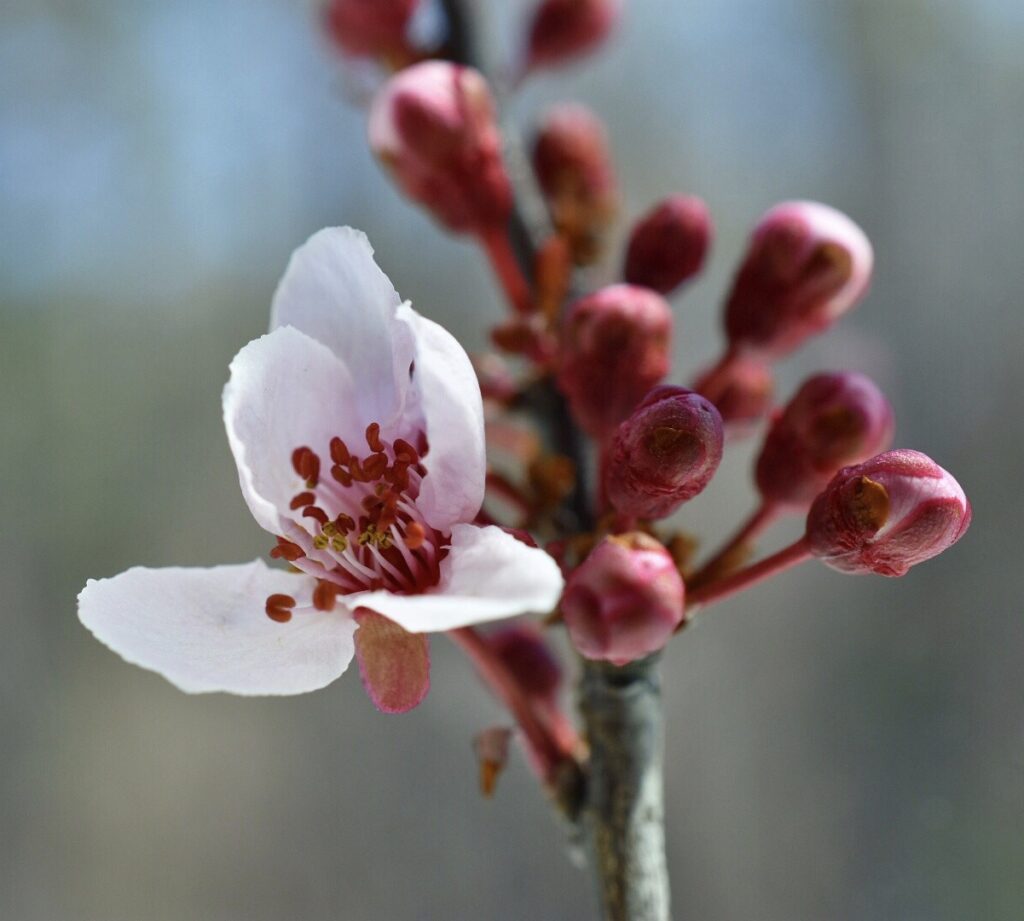 A closeup of a pear blossom and unopened pear buds.