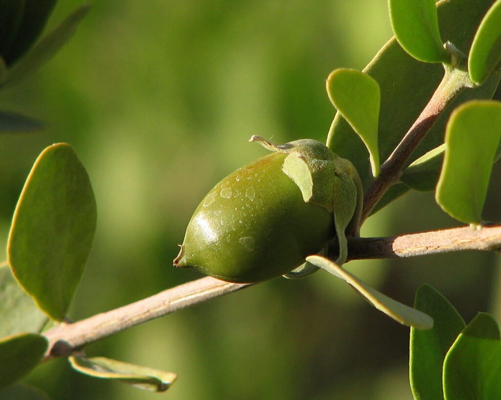 Close up photo of a jojoba fruit